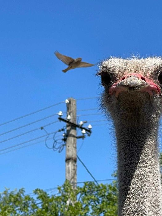 Vand Struti o femela si un mascul in varsta de 3-4 ani