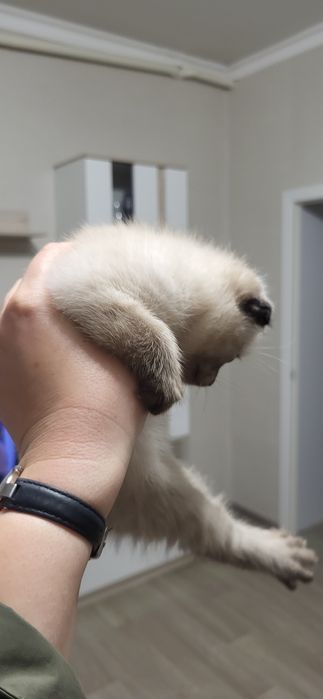 Отдам котят в надежные руки!