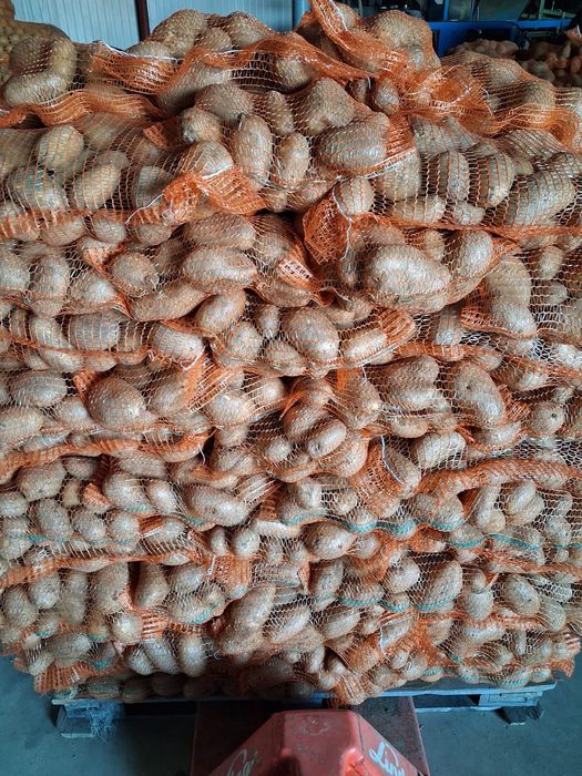 Cartofi de consum și de sămânță.