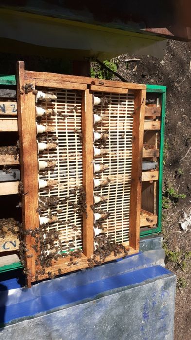 Matci de vanzare sezonul 2025!