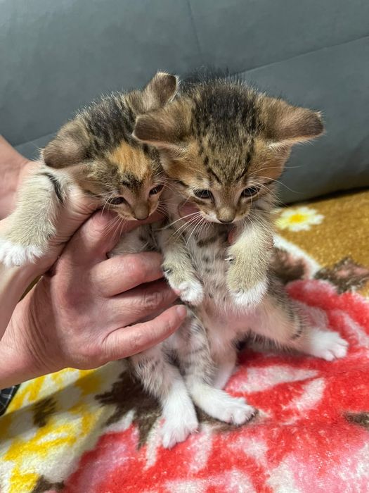 Котята бесплатно