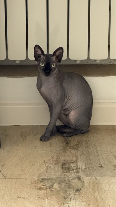 Кошечка сфинкс, 1,5 года