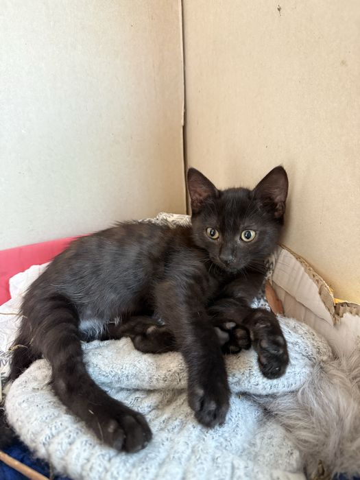 Коте търси дом подарявам