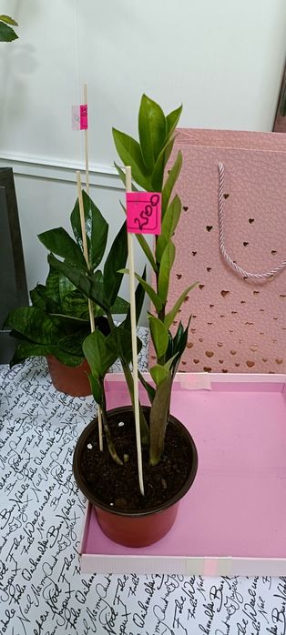 Долларовое дерево:2500 тенге