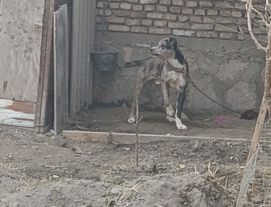 Kuchuk 6 oylik narxini yana kelishamiz