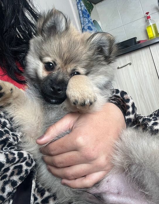 Продавам Померан