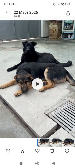 Продам немецкую овчарку