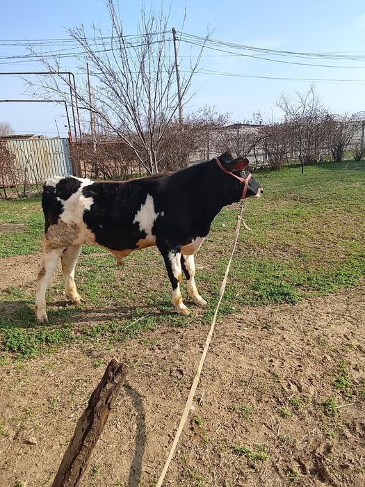 Продаются молодые быки