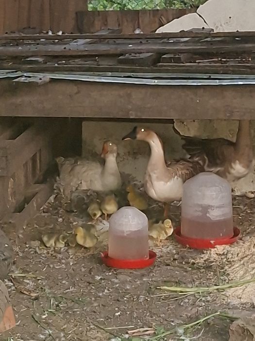 Boboci de gasca sau gasca cu boboci