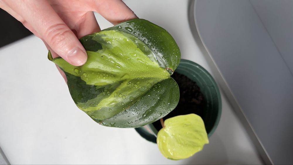 Фил бразил распродажа