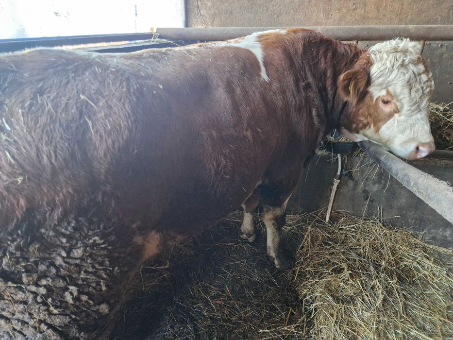 Vand vitei metis angus