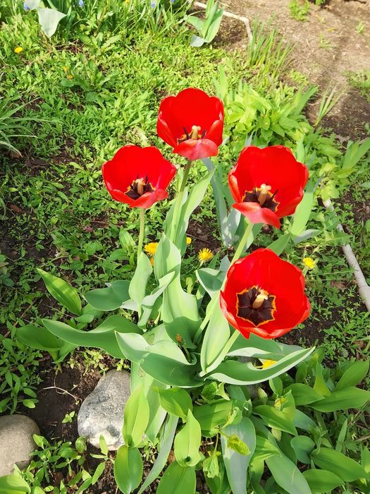 Тюльпаны с грядки