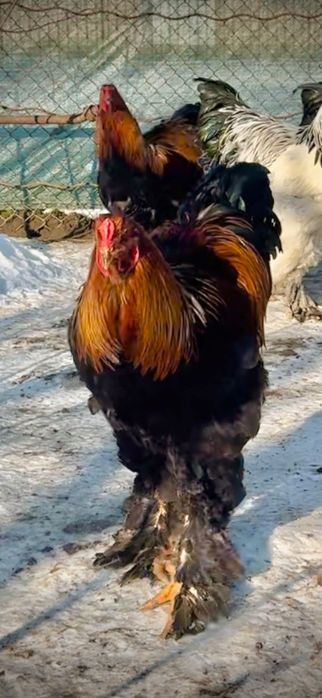 Perechi BRAHMA POTARNICHIU și HD ( 1+1 ) !!!