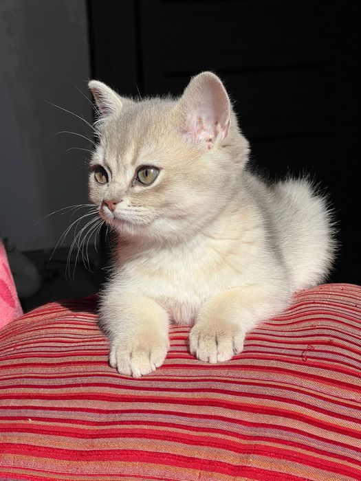 British Shorthair Golden N15