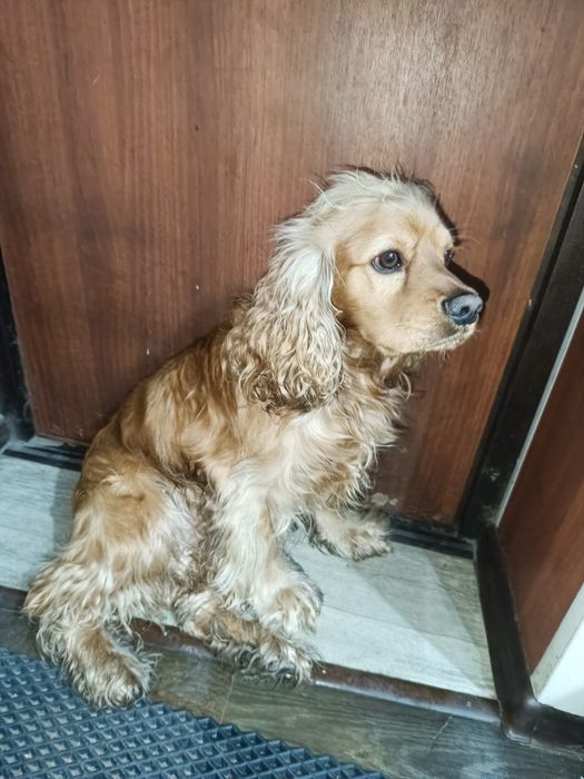 Вязка спаниеля!!!