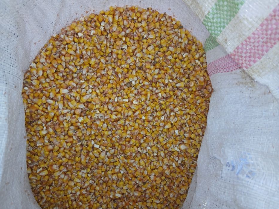 Vând porumb boabe