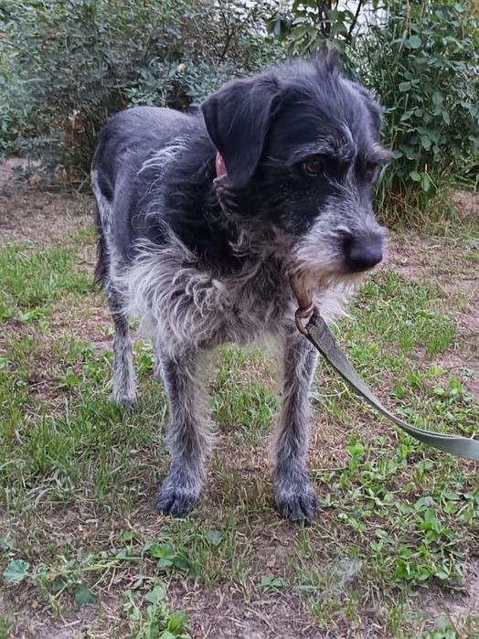 Собачки Компаньоны и звоночки