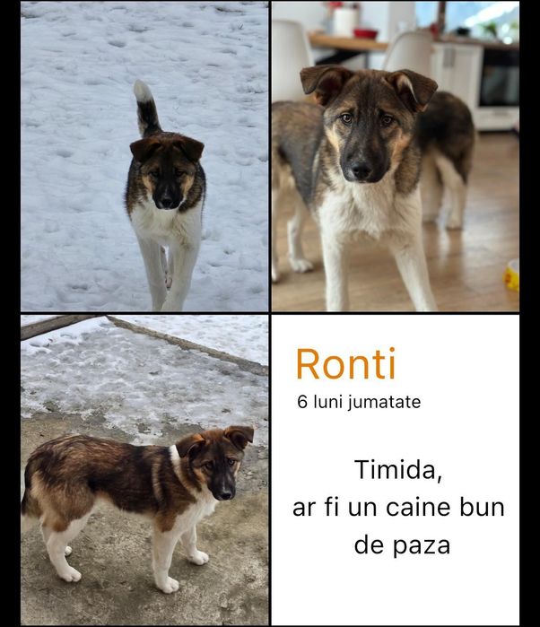 Donăm cățelușe pui și adult sterilizate plus un mascul