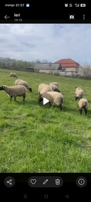 Oi din rasa sufolk