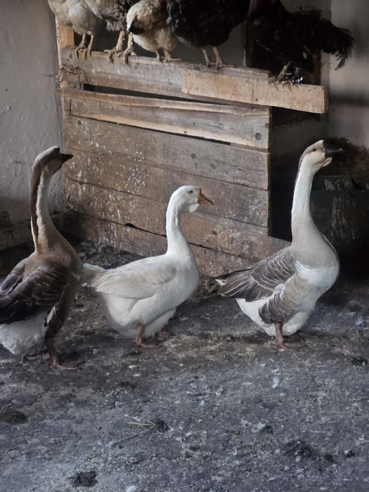 Vând 4 gâște de rasă Toulouse  2 gânsaci și 2 gâște