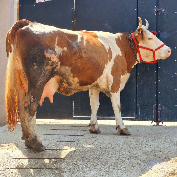 Vaca baltata romaneasca gestanta de 2 luni