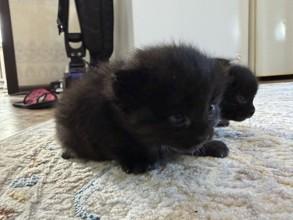Котят в хорошие Руки