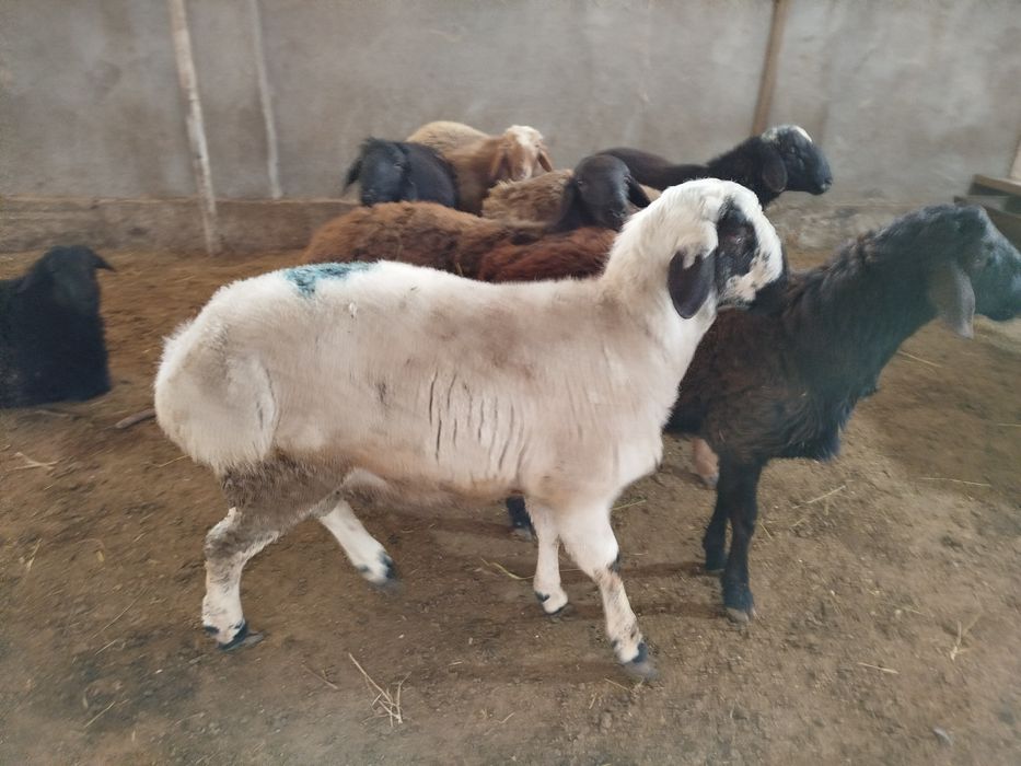 Qochqorlar sotiladi aqiqa va qurbonlik uchun