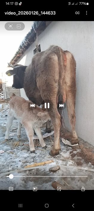 Бузаулы сиыр сатылады