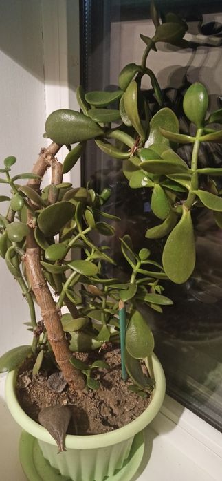 Цветы комнатные продам каланхоэ и другие