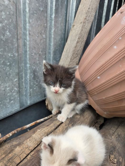 Отдам котят в добрые руки