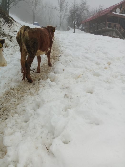Vând vaca de primu vitel