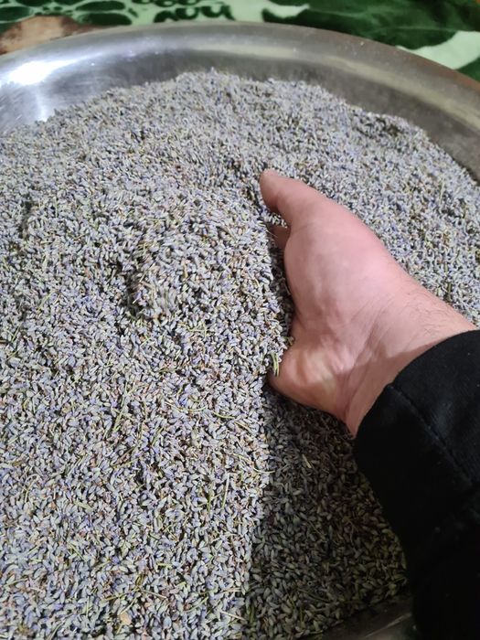 Floare de lavanda uscata  ( intermedia groso)  si ulei de lavanda .