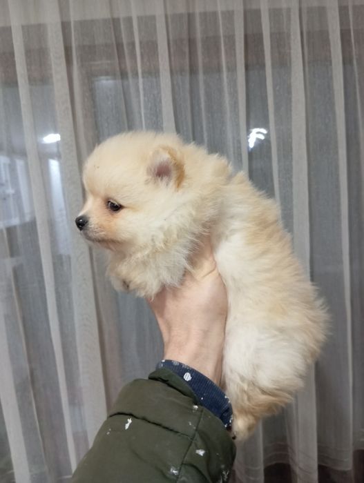 Померан женски / момиче