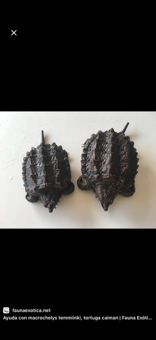 Черепаха Тошбака Toshbaqa
