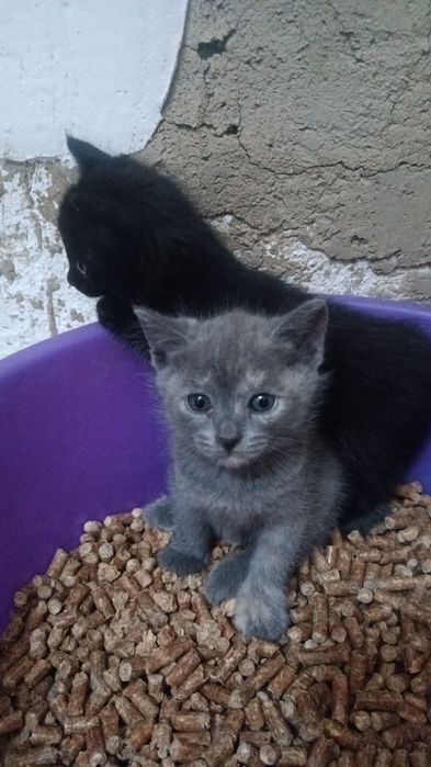 Котята месяц породистые