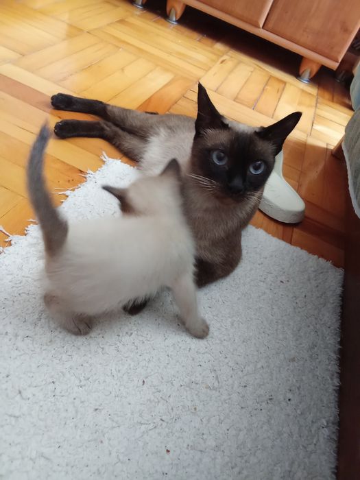 Мъжко сиамско коте  на 2 месеца