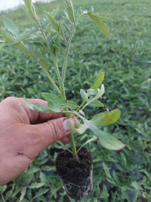 Rasaduri de legume Profesionale...