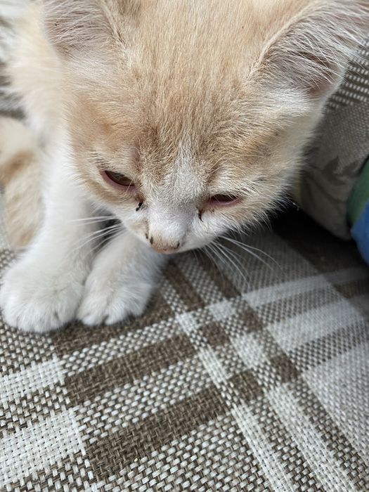 Милые котята ищут новый дом