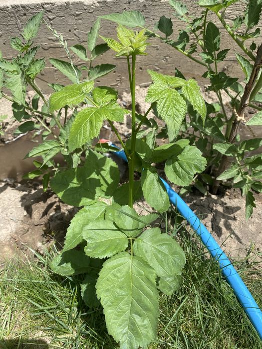 Продам саженцы ежималину