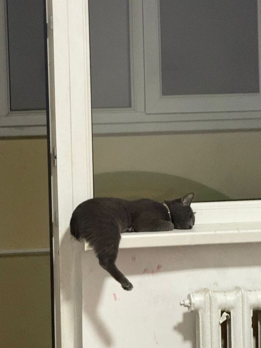 Потерялся котенок серый