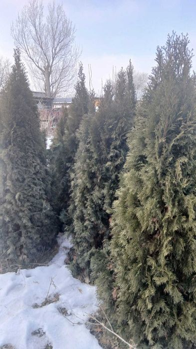 Туя смарагд 1,8-2м.