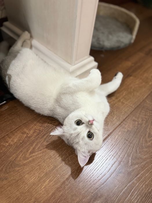 Продается британская шиншилла (серебристый окрас)