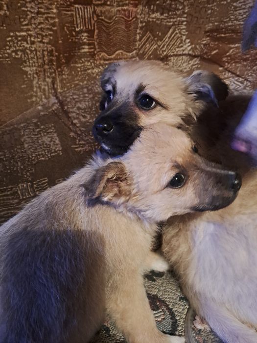 Щенки 2мальчика и девочка