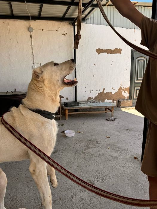 Алабай на вязку хооджейли