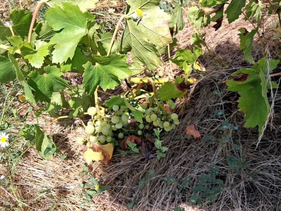 Livada cu Pomi fructiferi