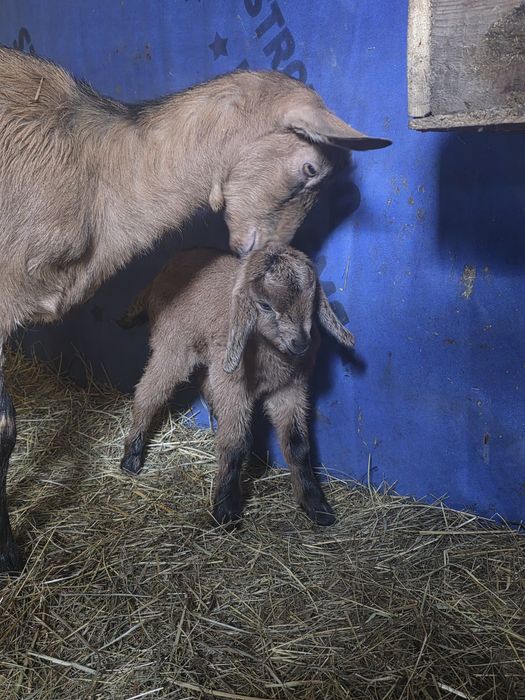 Alpina franceza iadă