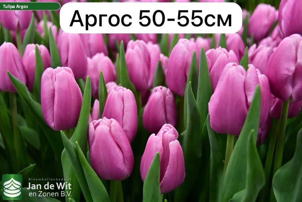 Продаем тюльпаны!!!