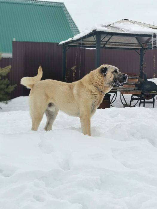 Щенки Кангала Турецкого