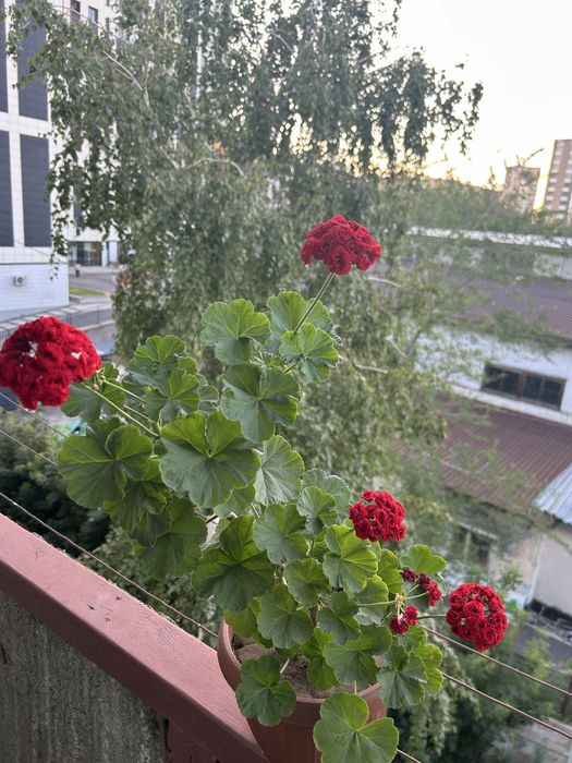 Продам розебудную пеларгонию Андреас розебуд