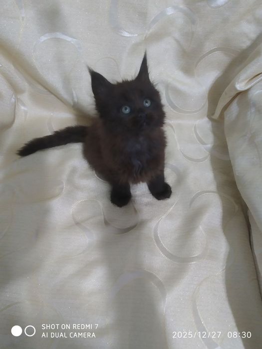Продается котенок Мейн кунМейн кун